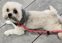 Lily Shih Tzu image 2