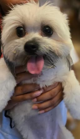 Lily Shih Tzu image 3