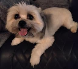 Lily Shih Tzu image 4