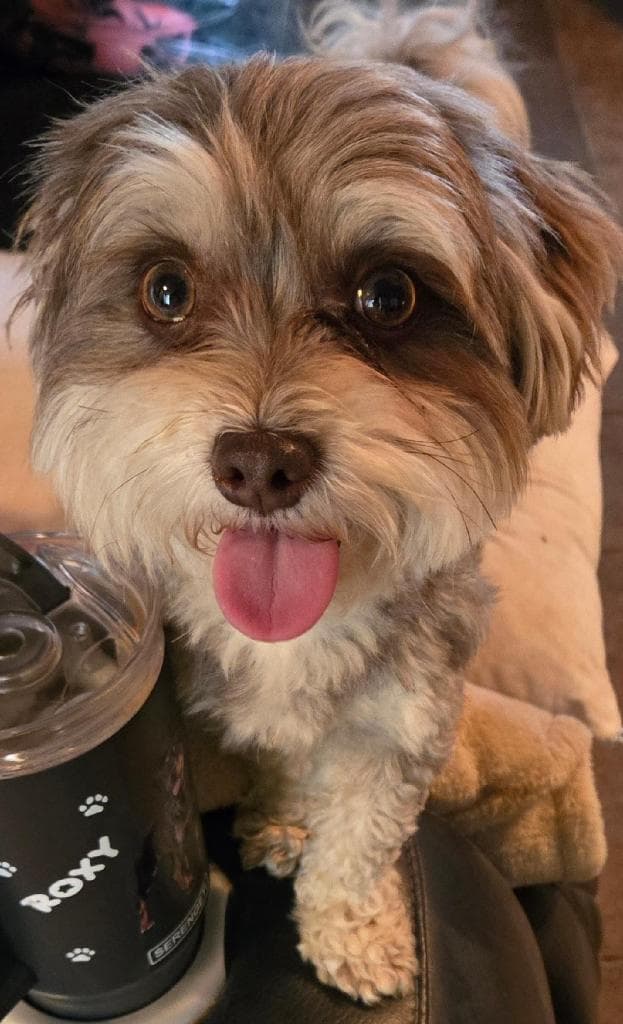 Tyler - Maltese
