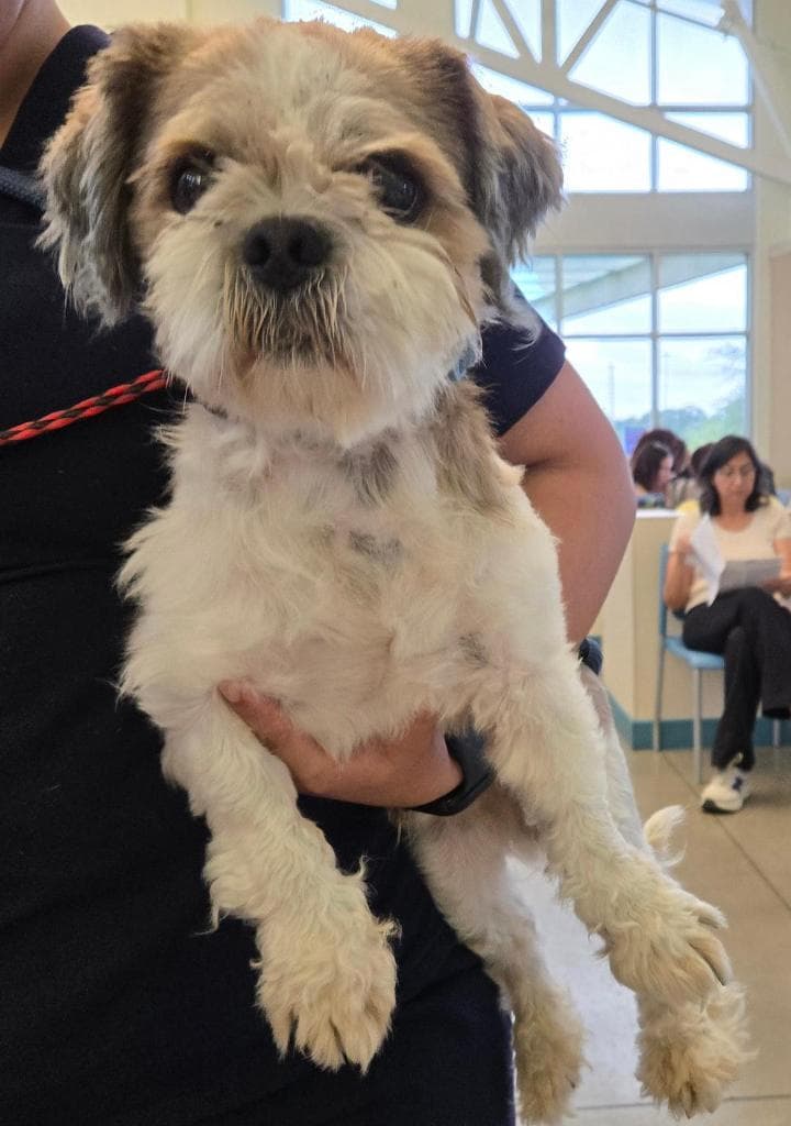 Barry - Shih Tzu