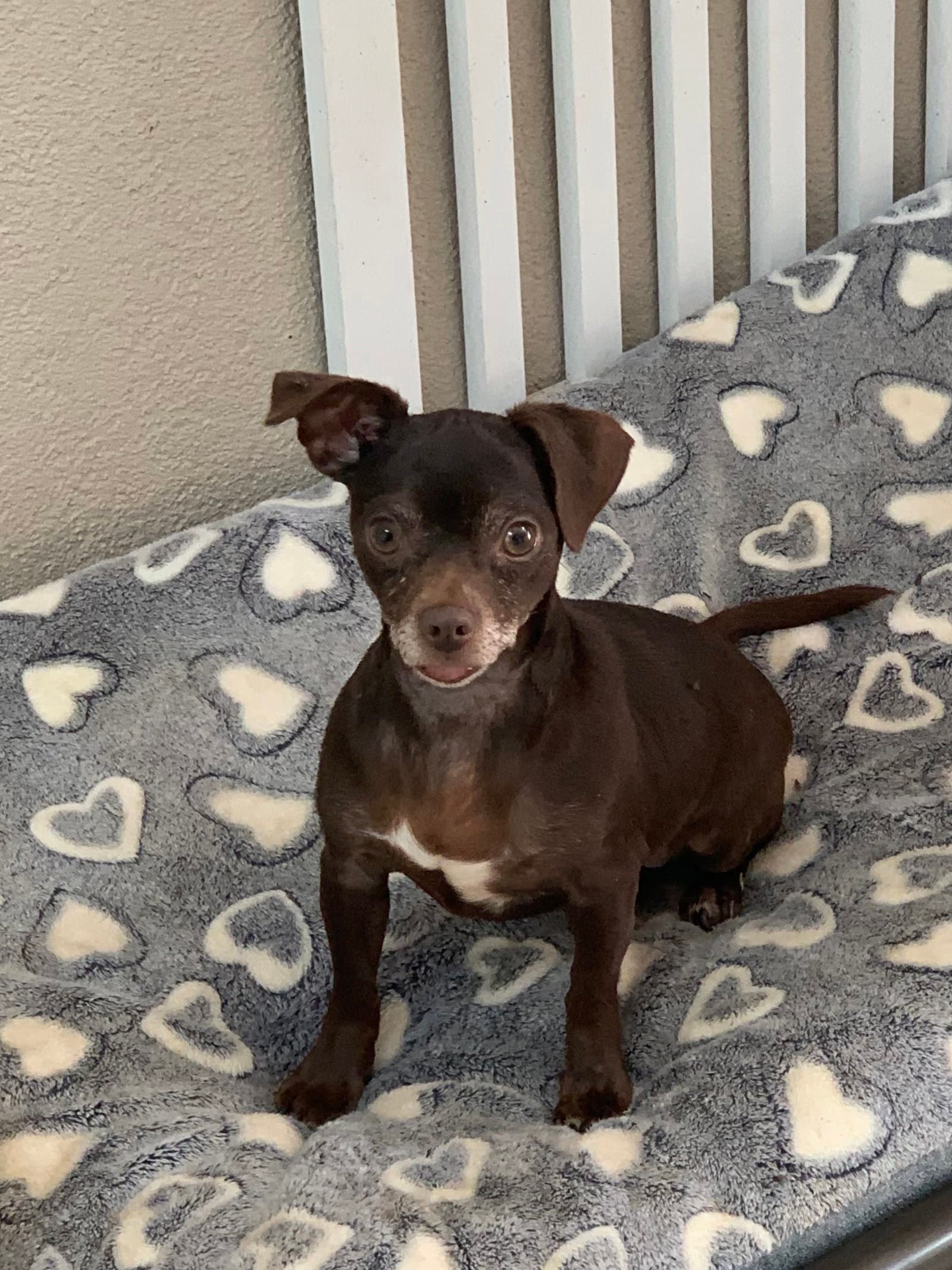 Pollyanna - Chihuahua
