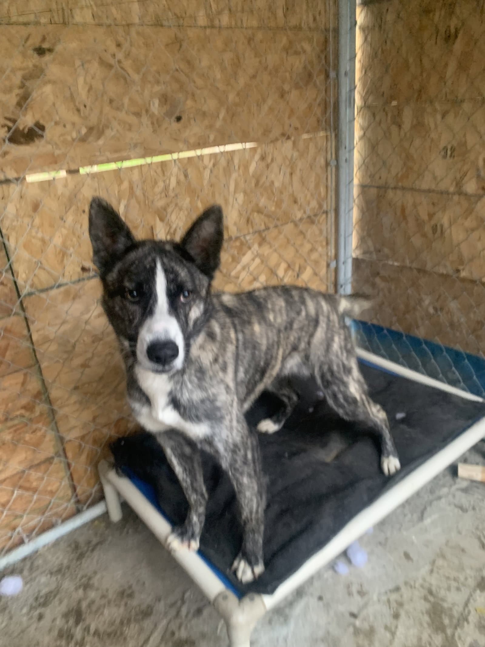 Jonathan - Border Collie