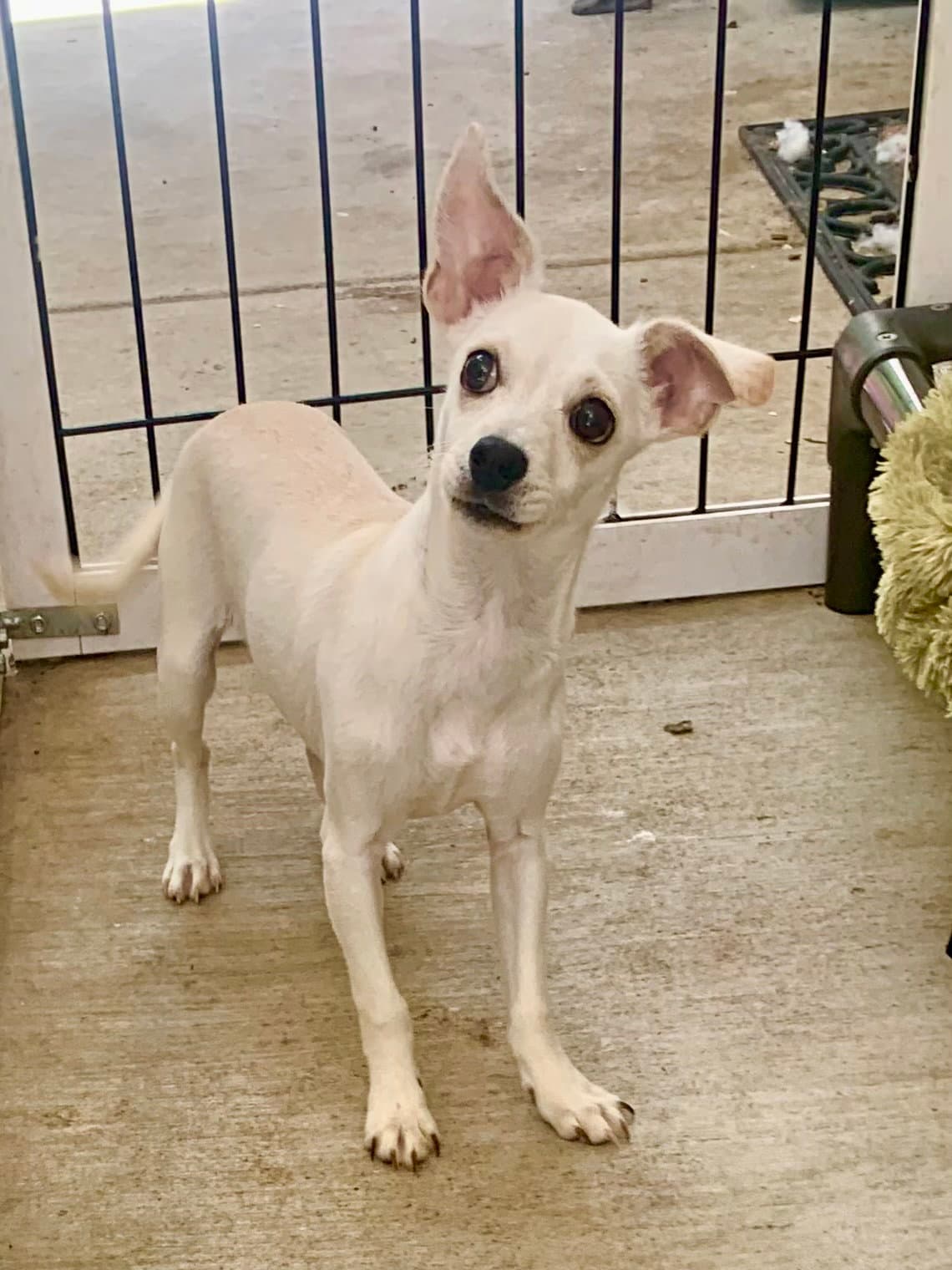 Tinkerbell - Chihuahua