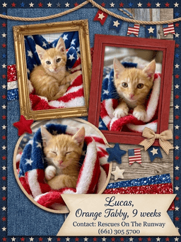 Adorable Kittens image 1