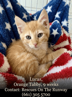 Adorable Kittens image 2