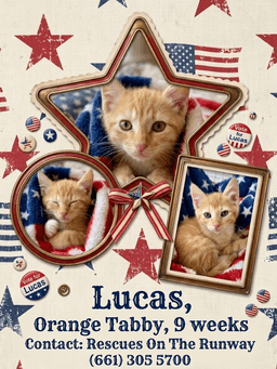 Adorable Kittens image 3