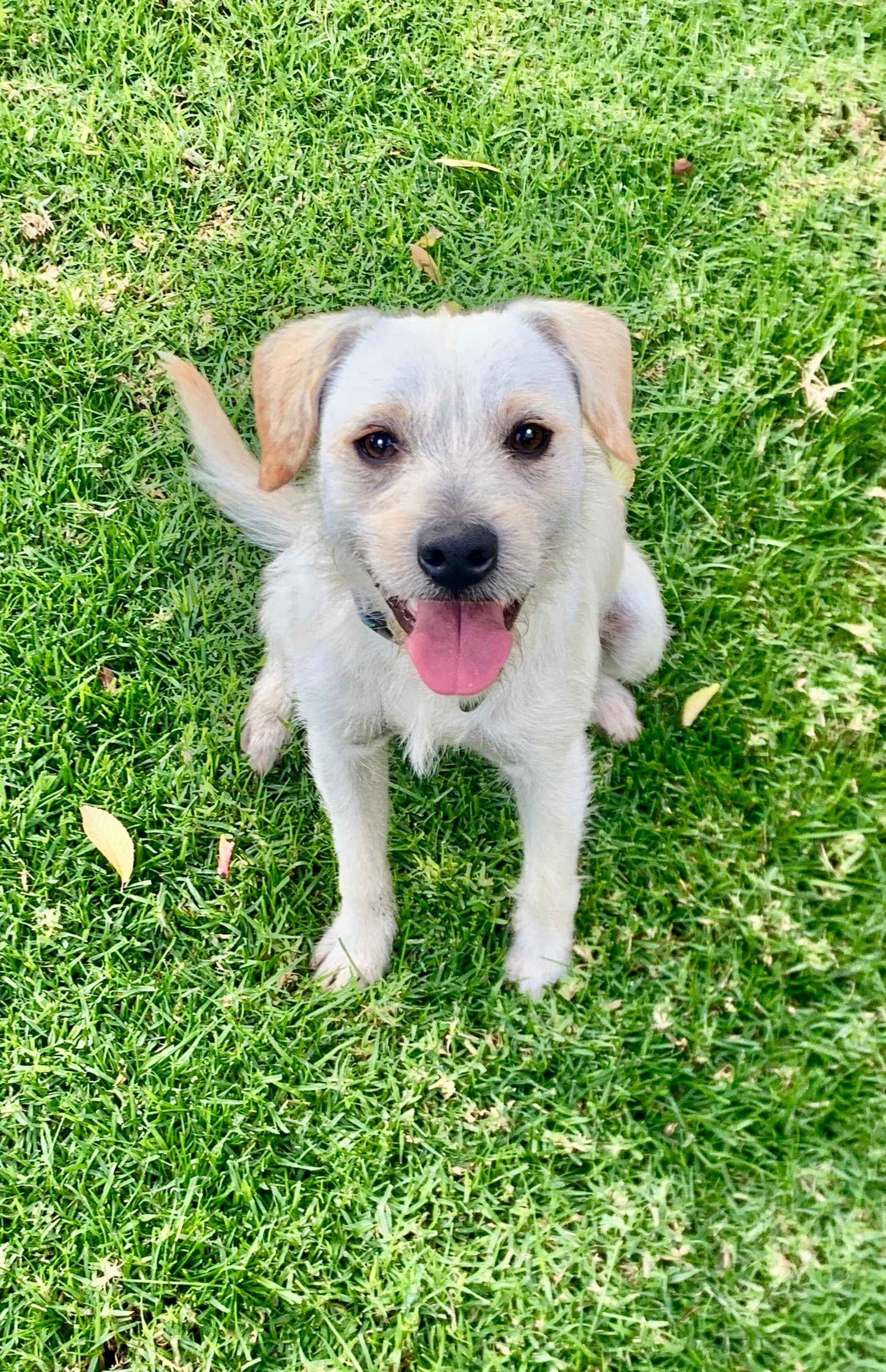 Ringo - Terrier