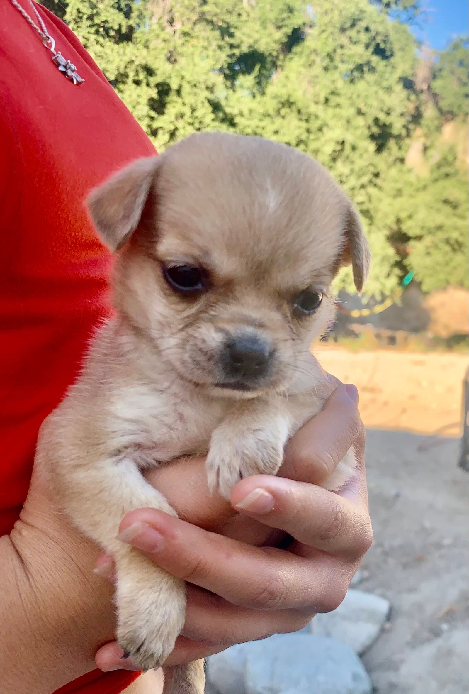 Darling Siblings - Chihuahua