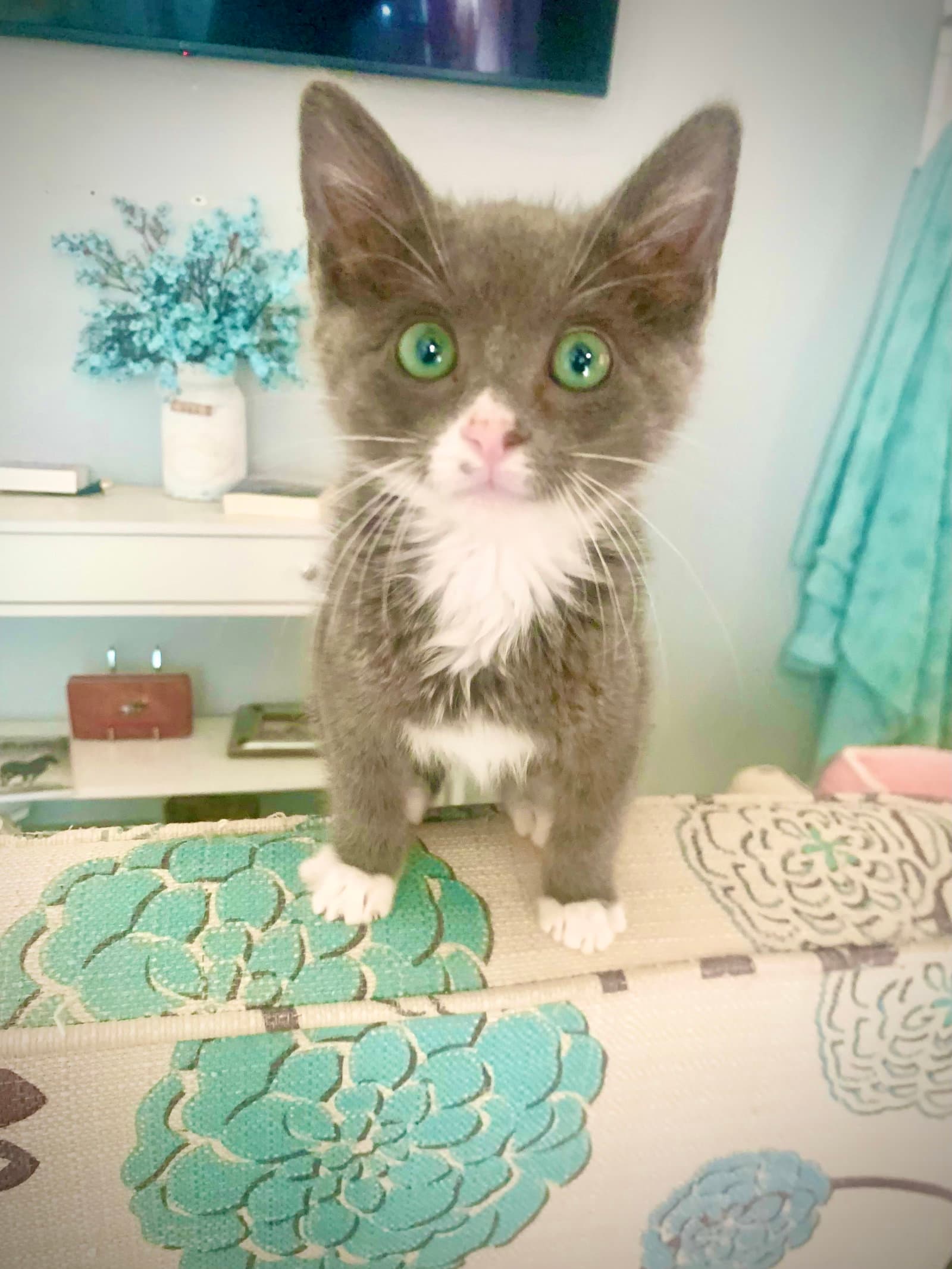 Opal - Russian Blue