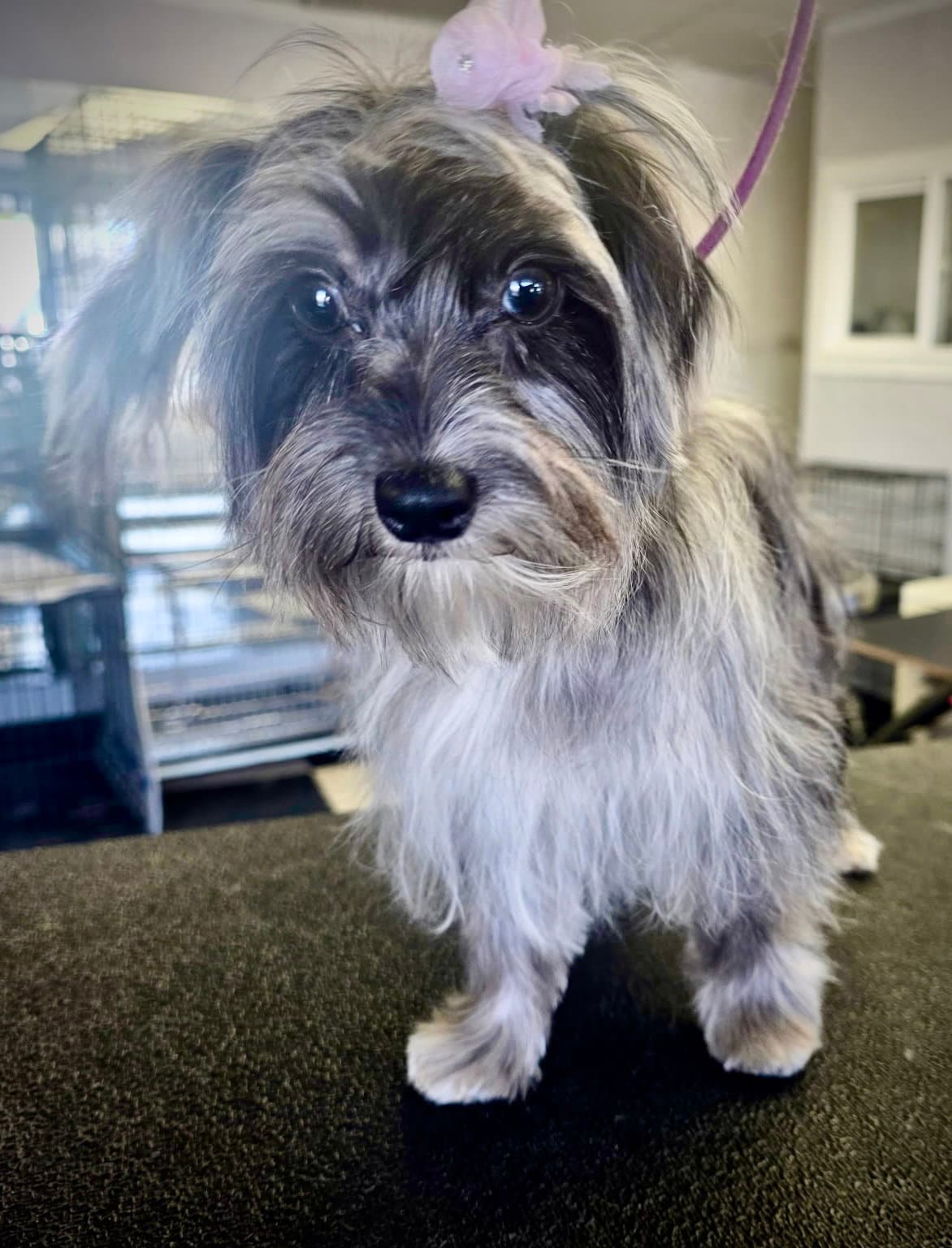 Ivy - Shih Tzu