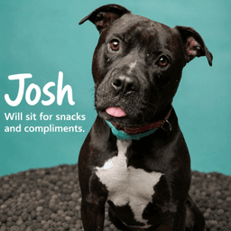 Josh image 1