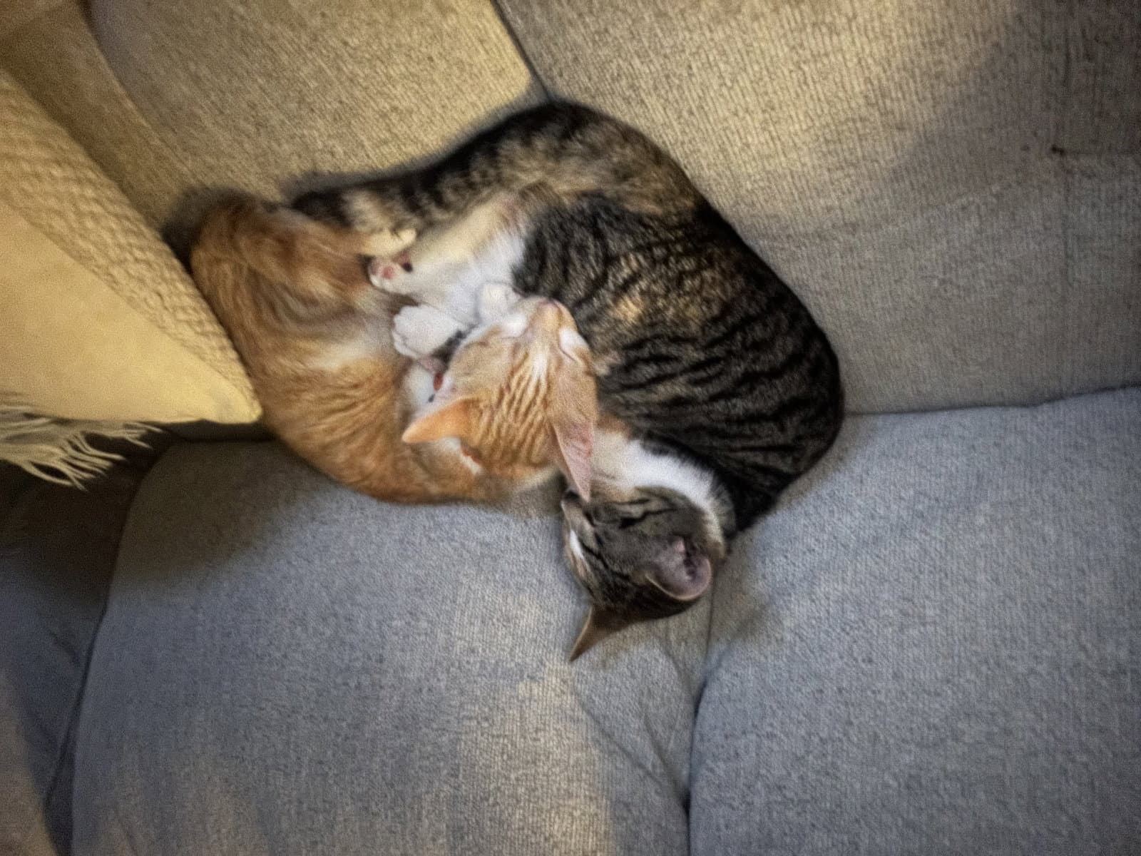 Cali  Sunny - Calico