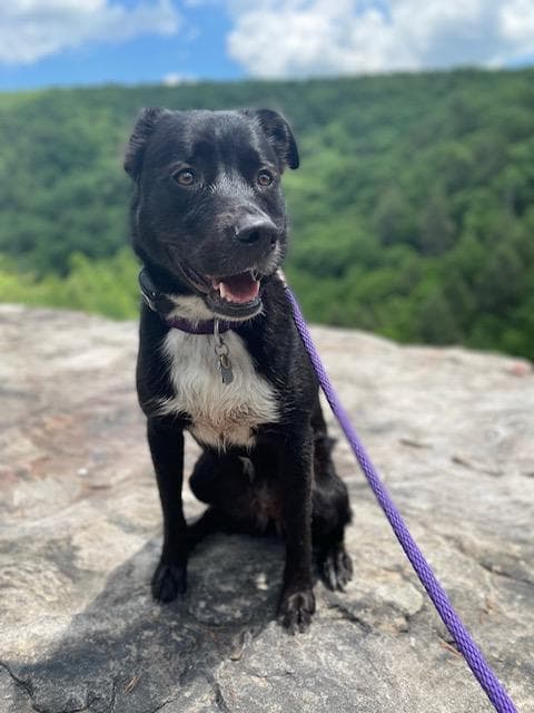 Ivy - Pit Bull Terrier