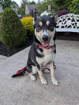Koda image 1