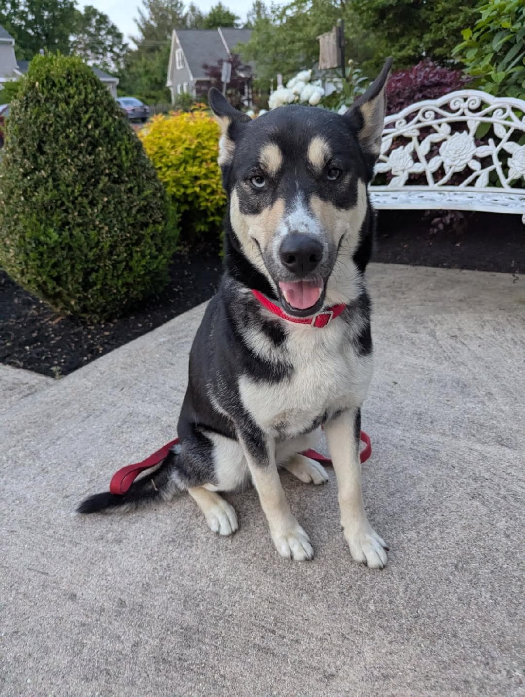 Koda - Shepherd