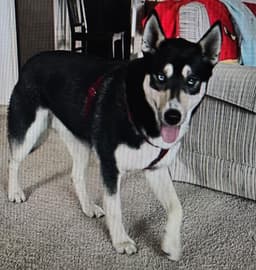 Koda image 2