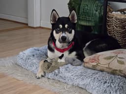 Koda image 3