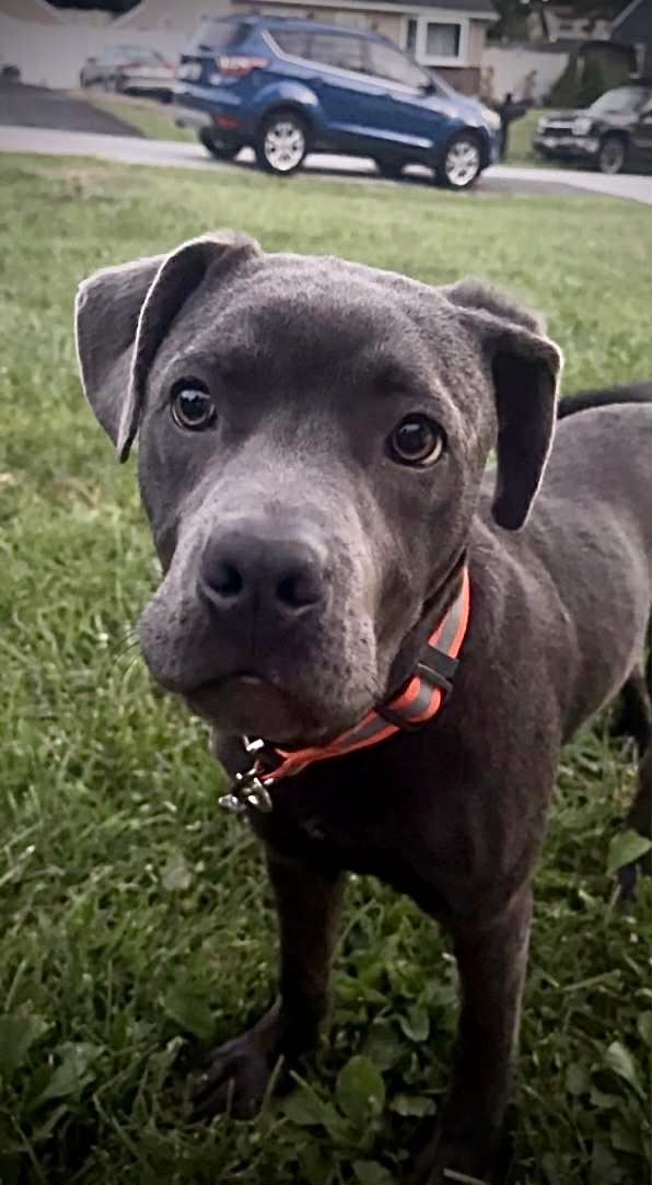 Diesel - American Pit Bull Terrier