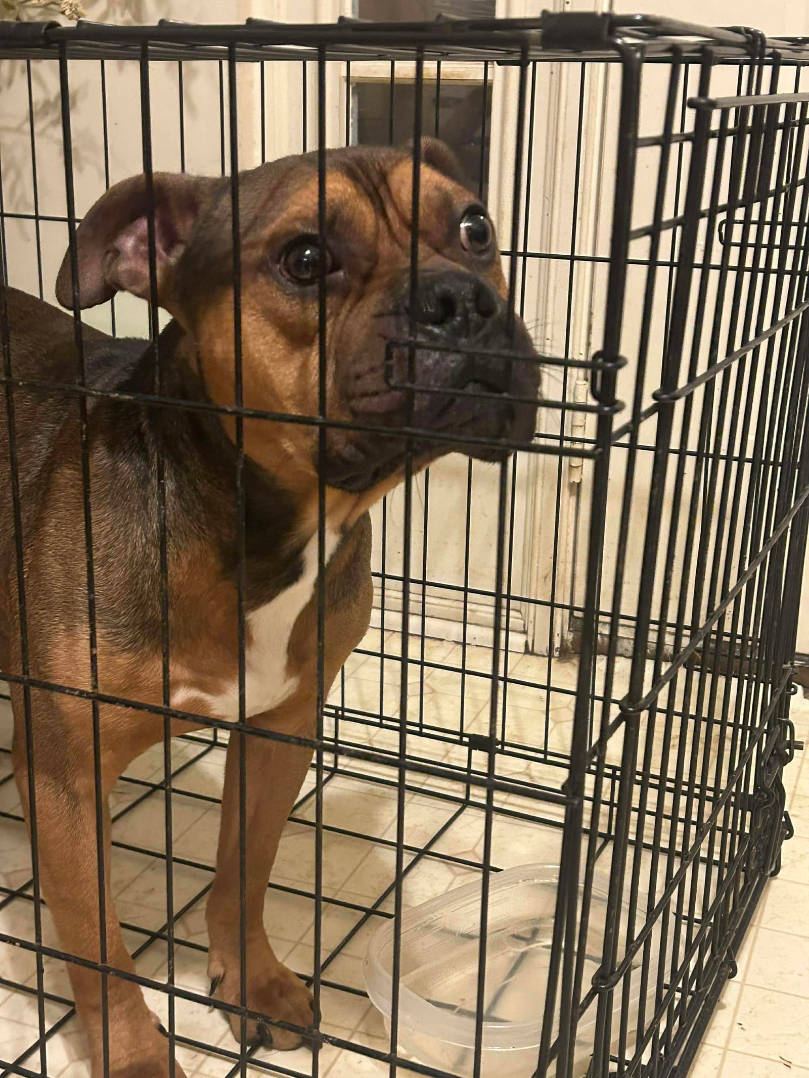 Trouble - American Bulldog