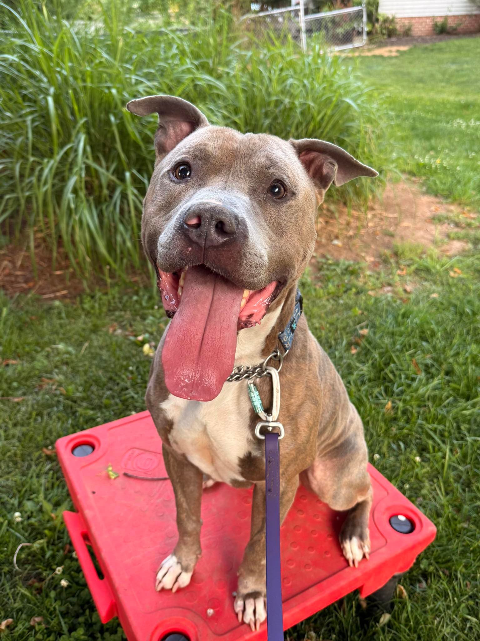 Paco - American Pit Bull Terrier