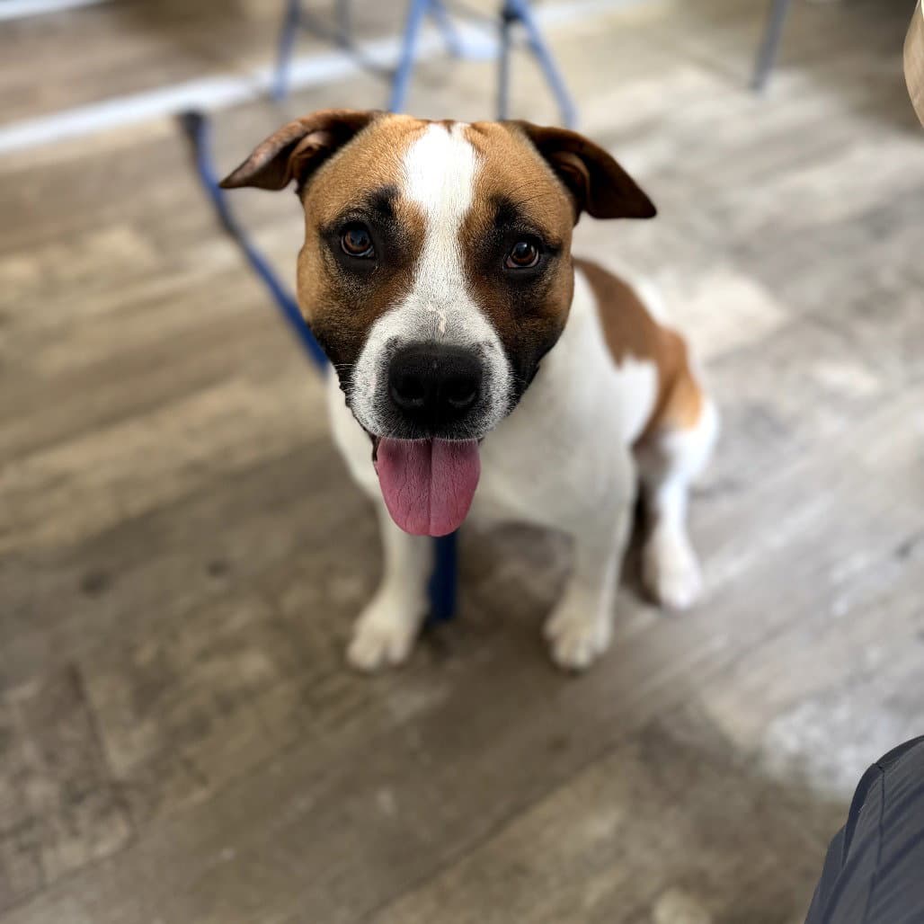 Marcelle - American Pit Bull Terrier