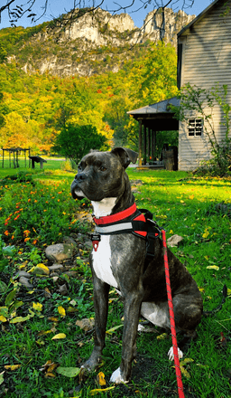 Ziggy image 2