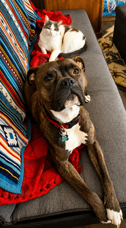 Ziggy image 3