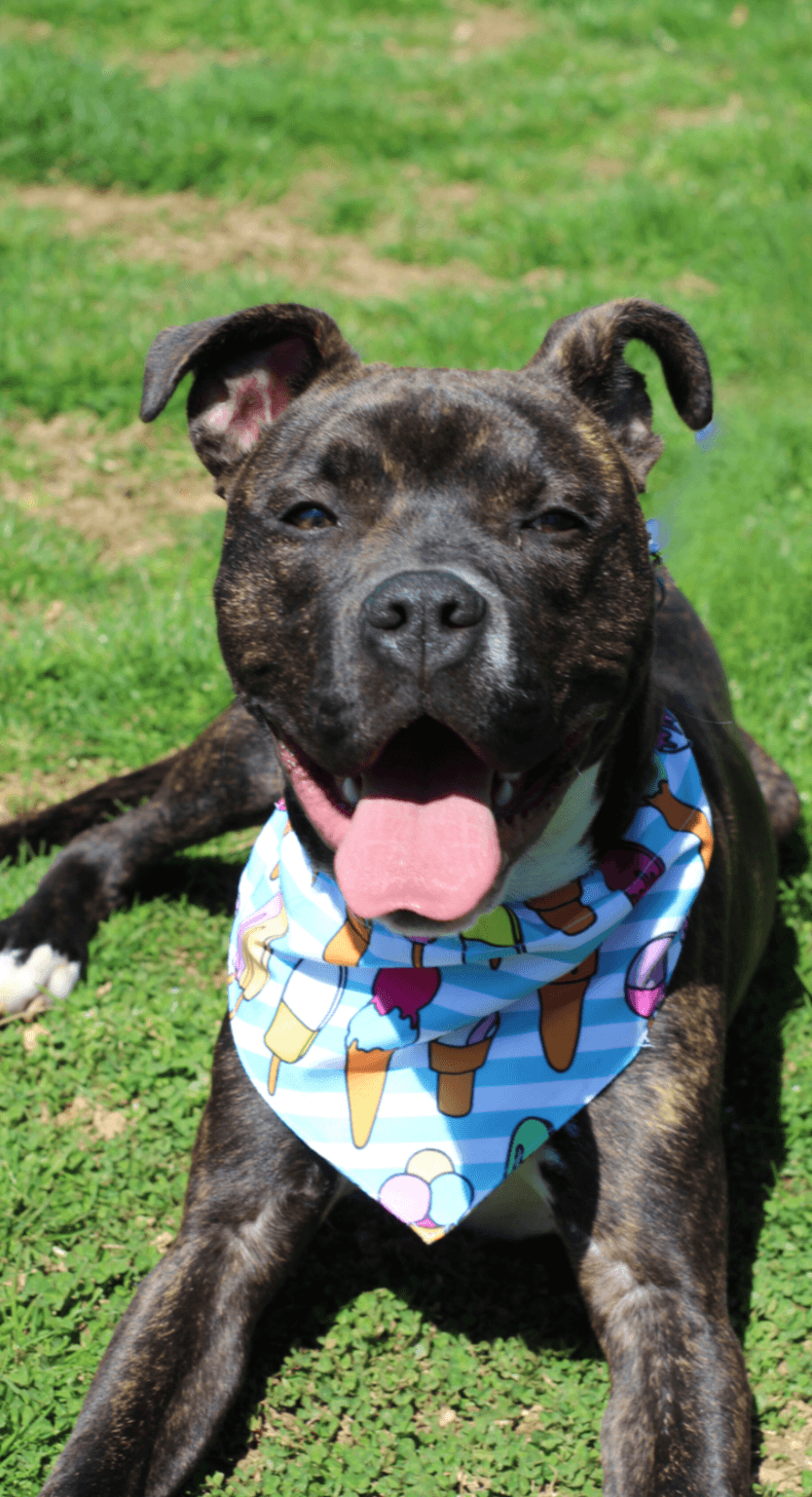 Ziggy - American Staffordshire Terrier