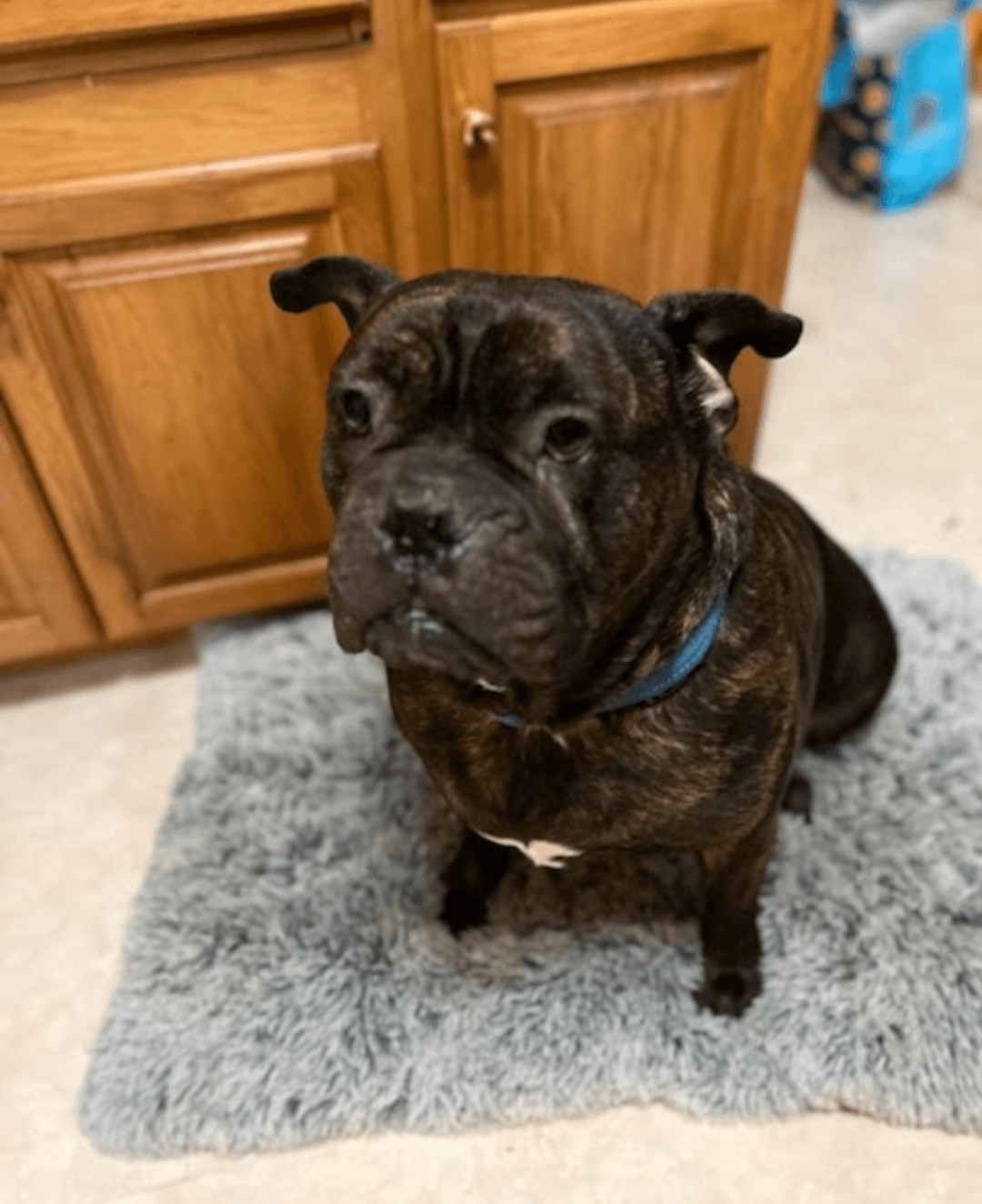 Blaze - Cane Corso Mastiff