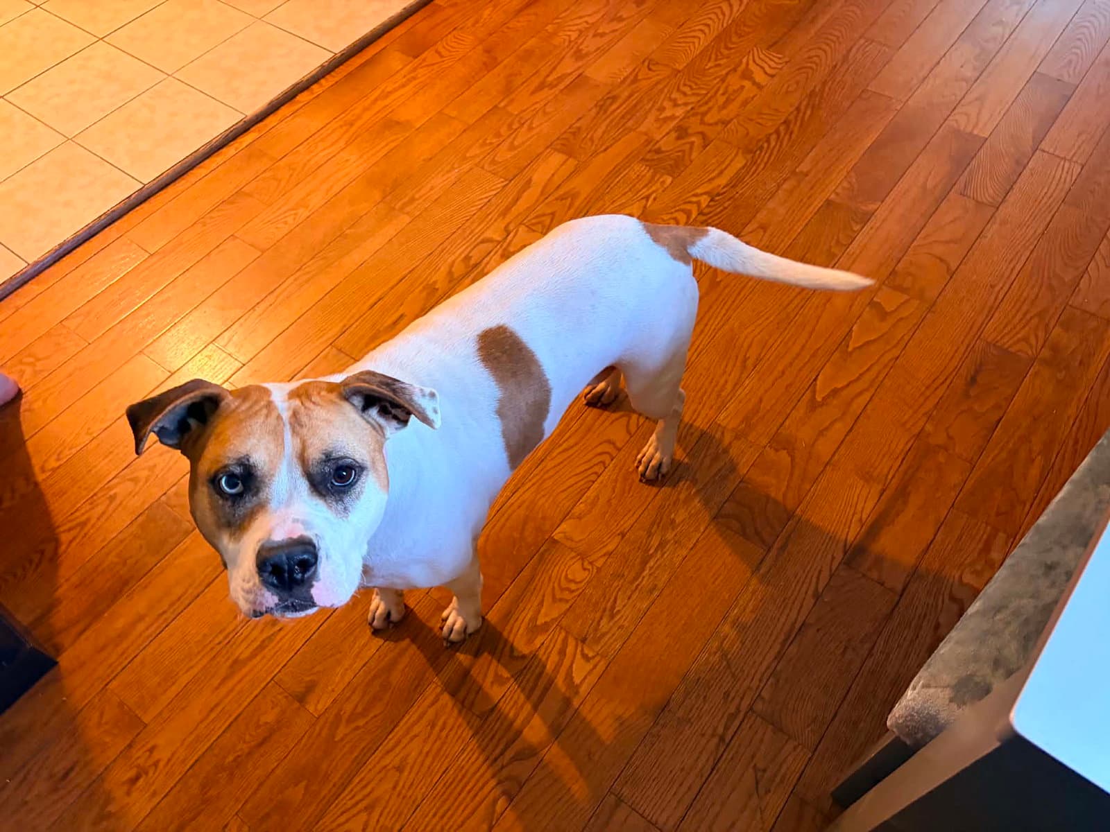 Indi - American Pit Bull Terrier