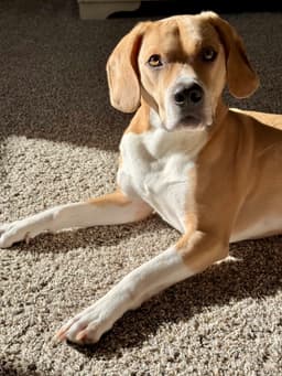 Arlo image 1
