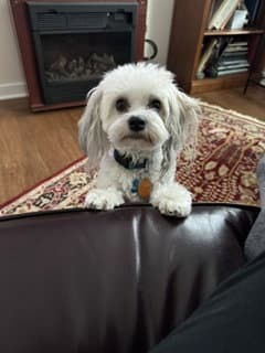 Sammy image 1
