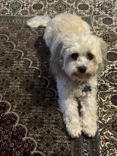 Sammy image 2