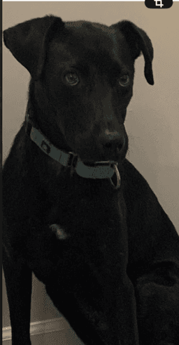 Ziggy image 4