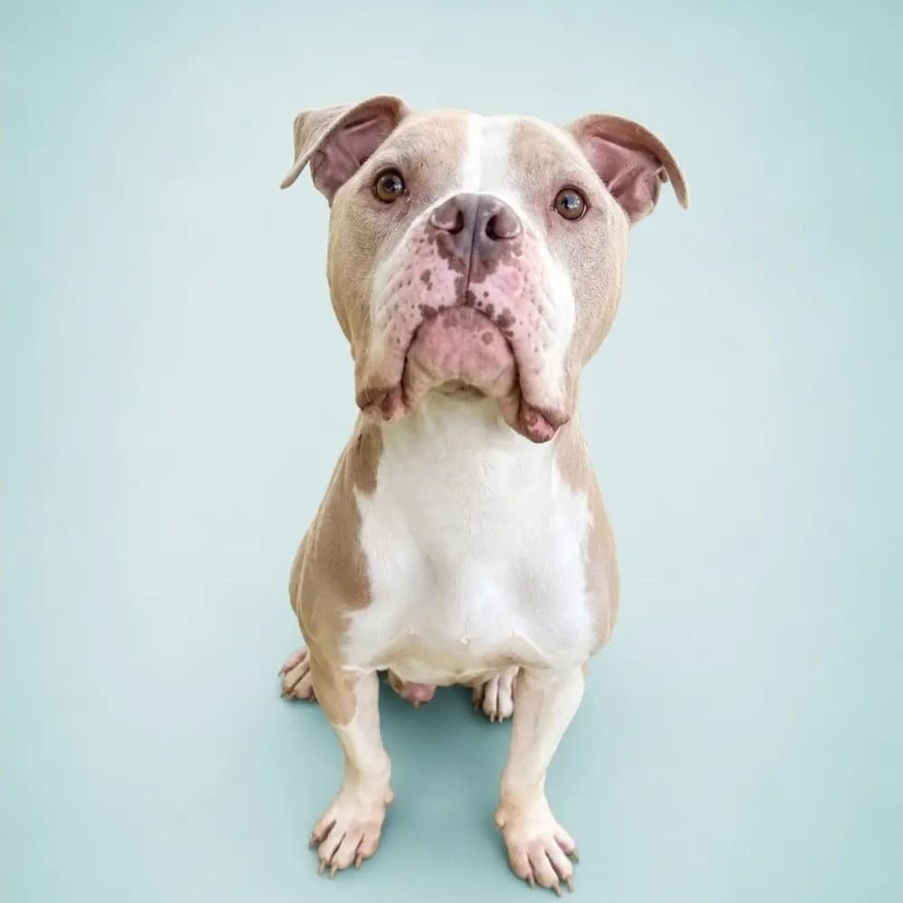 Eggnog - American Staffordshire Terrier