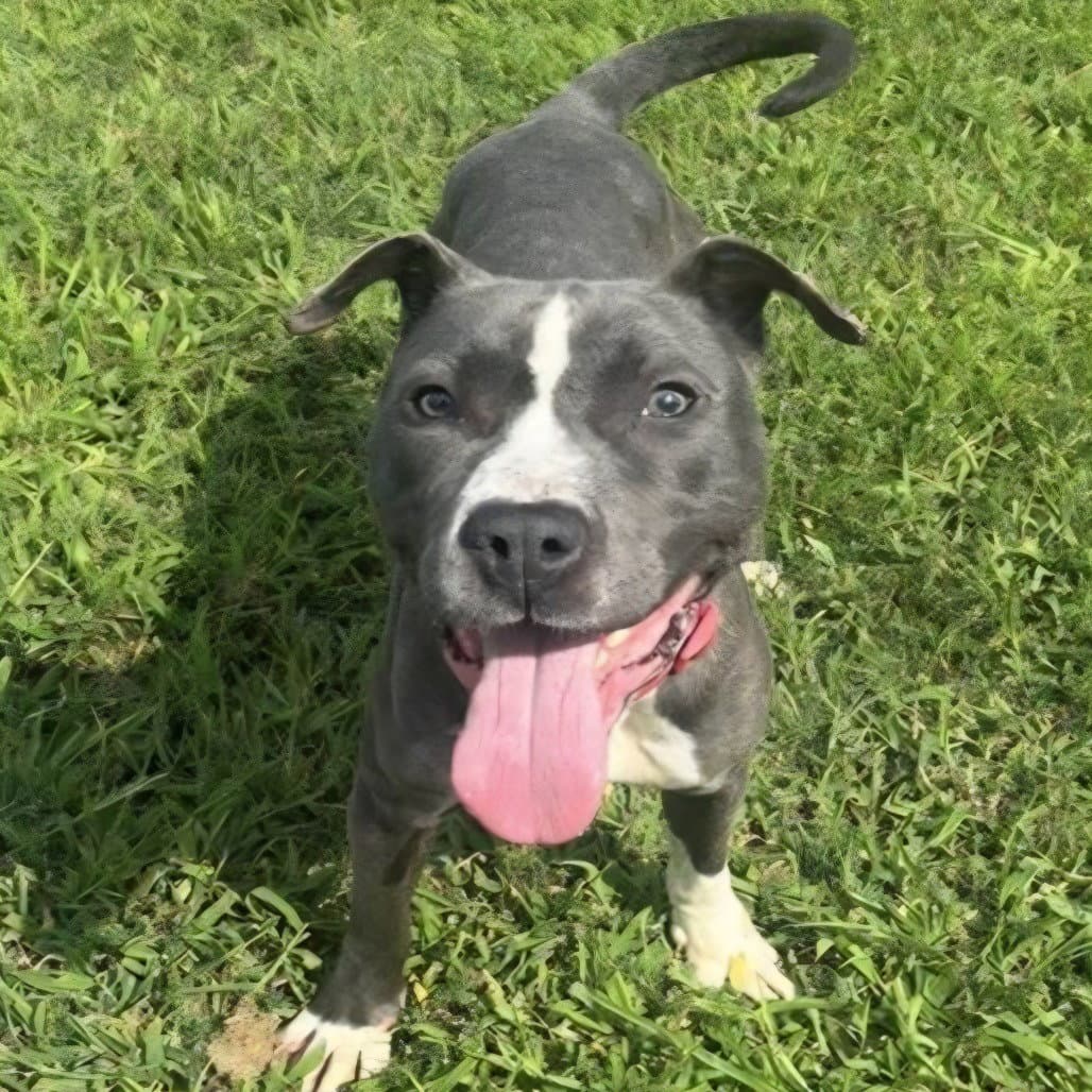 Diamond - American Pit Bull Terrier