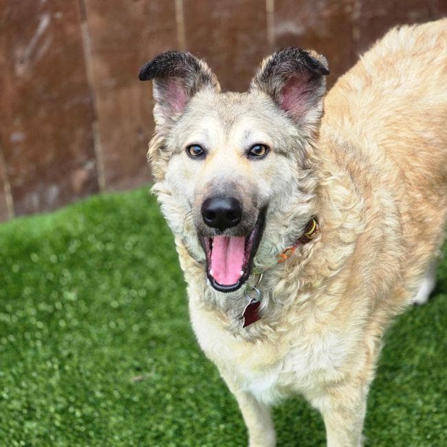 Jasper - Shepherd