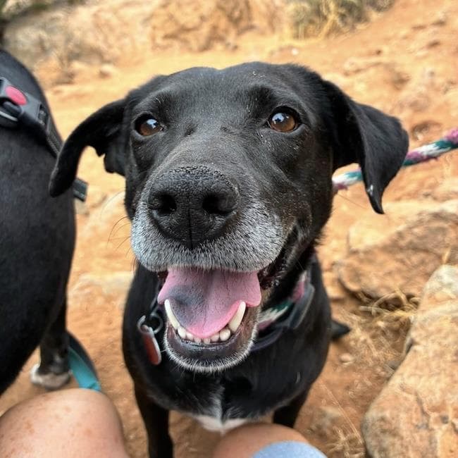 Karley - Labrador Retriever