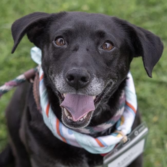 Karley - Labrador Retriever