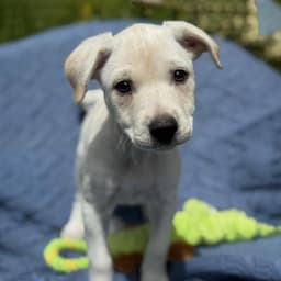 Cheers Pup - Carla image 2