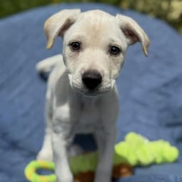 Cheers Pup - Carla image 3