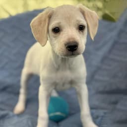 Cheers Pup - Diane image 2