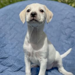Cheers Pup - Diane image 3