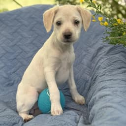 Cheers Pup - Diane image 4