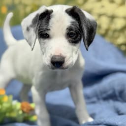 Cheers Pup - Coach image 2