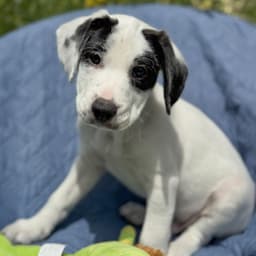 Cheers Pup - Coach image 3