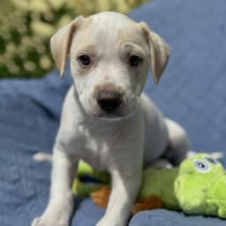 Cheers Pup - Sam image 1