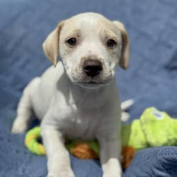 Cheers Pup - Sam image 2