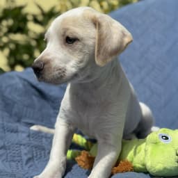 Cheers Pup - Sam image 3